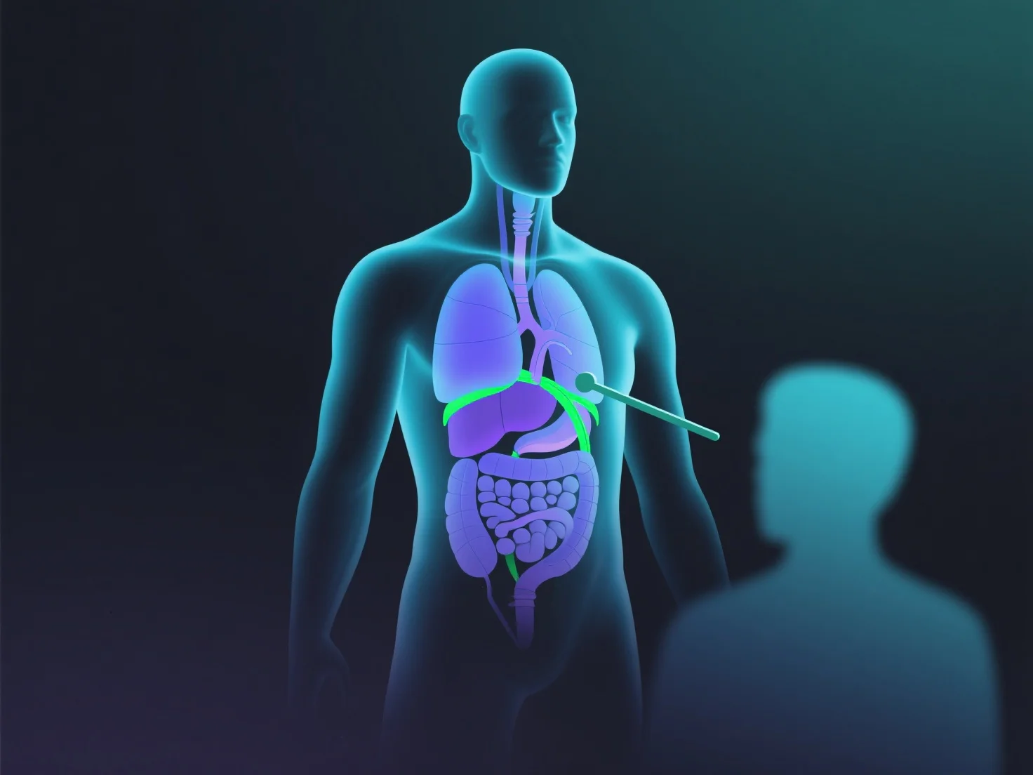 3Dモデリングは医学教育における解剖学の指導をどのように強化するのでしょうか?